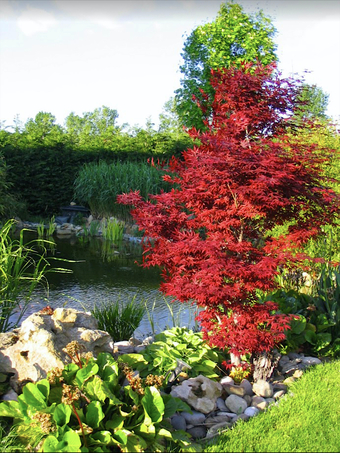 Teich mit Bachlauf und rotem Fächerahorn Acer palmatum